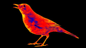 Thermal image of thrush