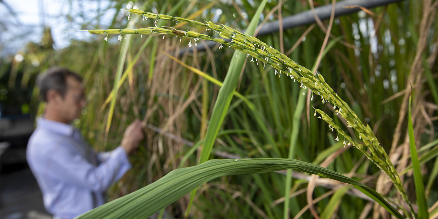 rice