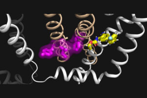 Illustration of a protein