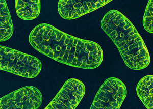 Mitochondria
