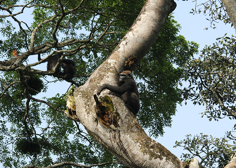 chimpanzees and gorilla