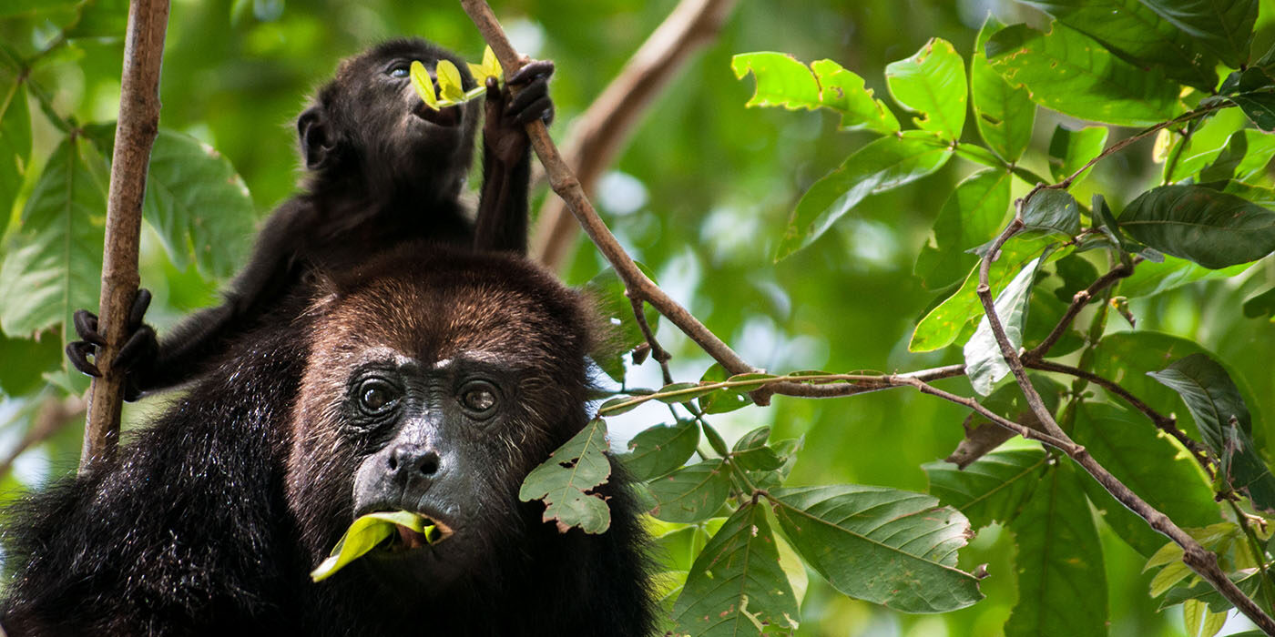 Black howler monkeys