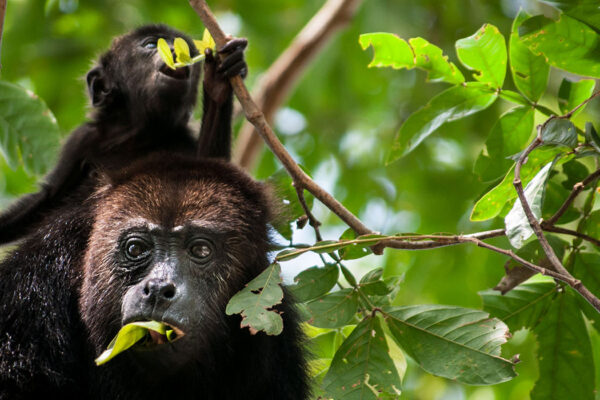 Hidden microbiome fortifies animals, plants too