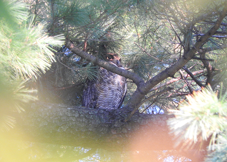 great horned owl