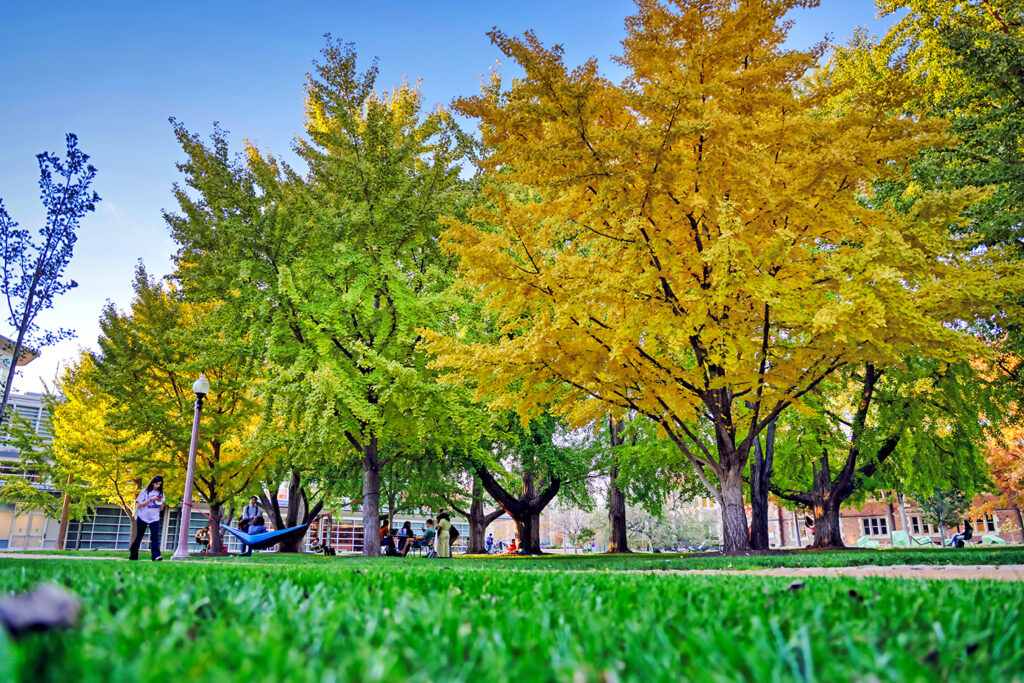 Ginkgo/Ginkgo biloba (Photo: James Byard)