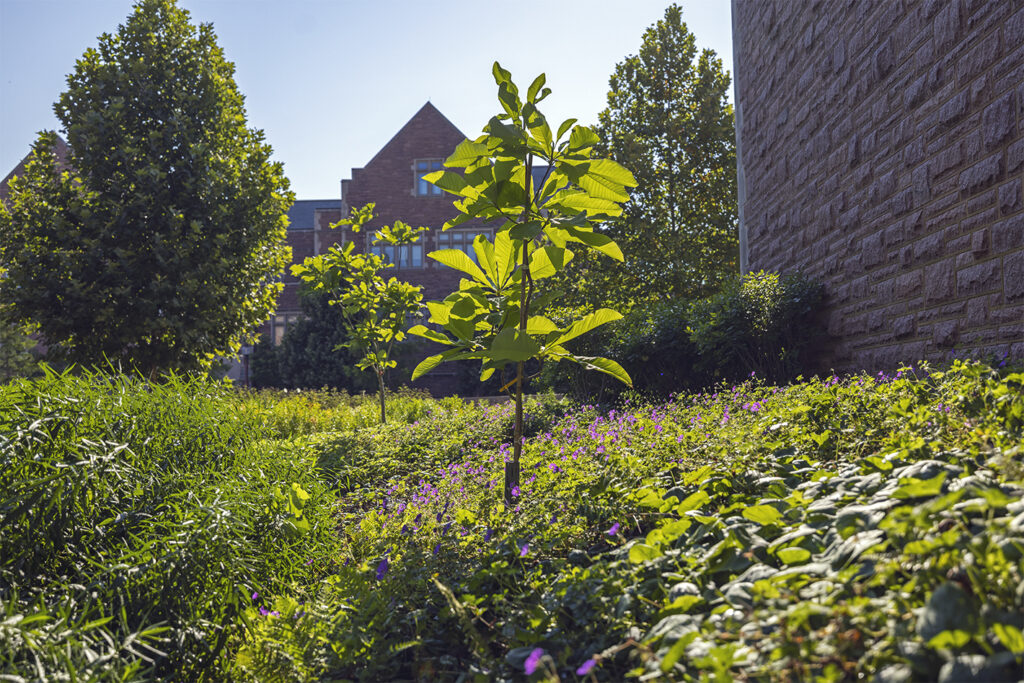 Ashe’s Magnolia/Magnolia ashei (Photo: Thomas Malcowicz)