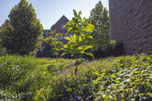 Ashe’s Magnolia/Magnolia ashei (Photo: Thomas Malcowicz)