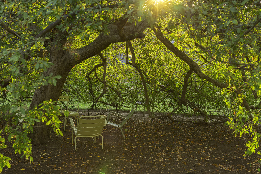 Pathfinder Tree/Quercus alba (Photo: Thomas Malcowicz)