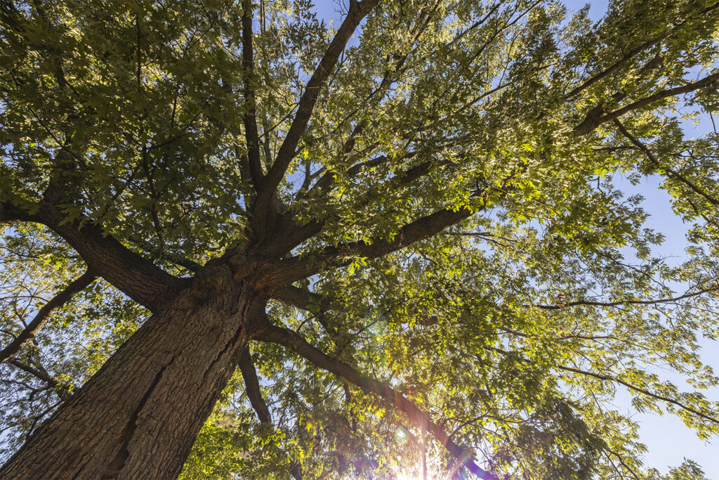 Southern Red Oak/Quercus falcata (Photo: Thomas Malcowicz)