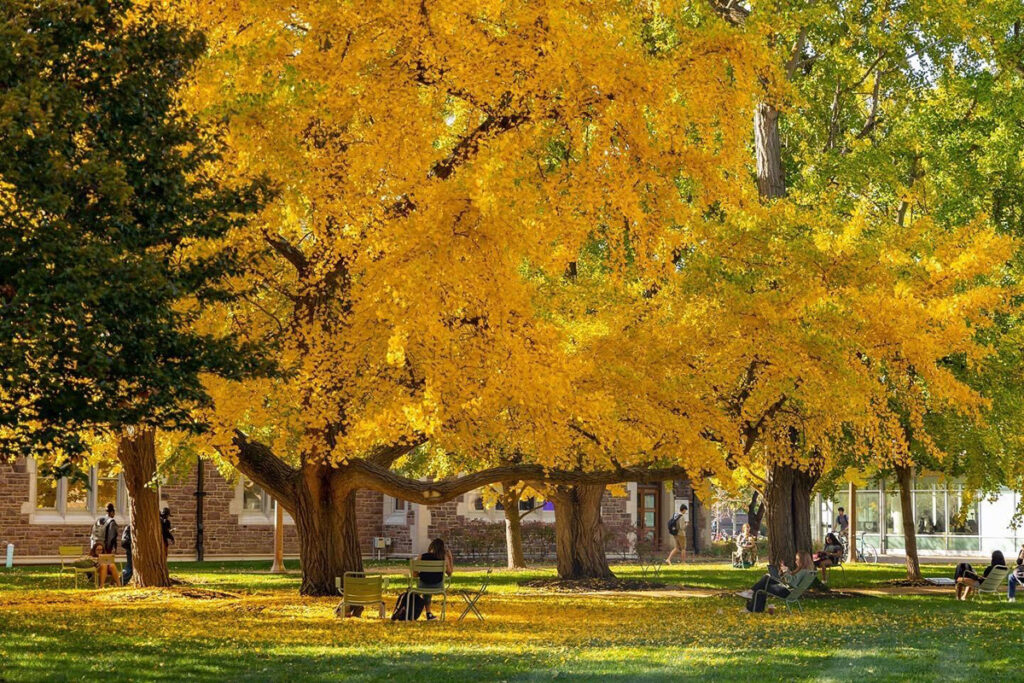 ginkgo trees on campus