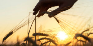 hand reaching to touch wheat in field