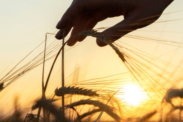 Thirsty wheat needed new water management strategy in ancient China