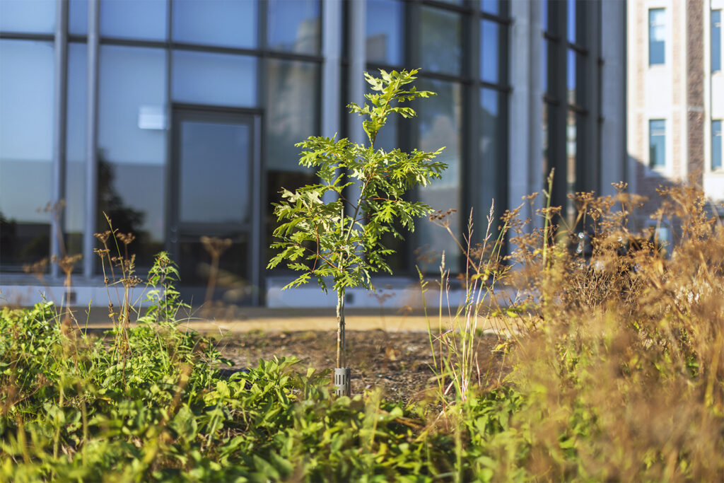 Pathfinder Tree/Quercus alba (Photo: Thomas Malkowicz)