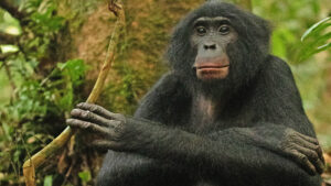 bonobo
