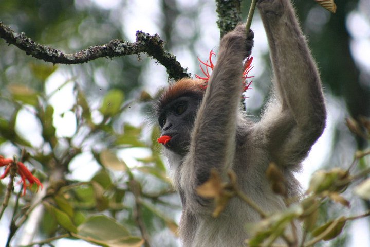 Red colobus monkey