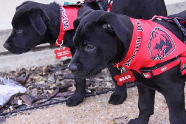 Puppies Bear, Brookie train to be therapy dogs