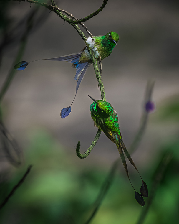 Booted Racket-tails (Ocreatus underwoodii)