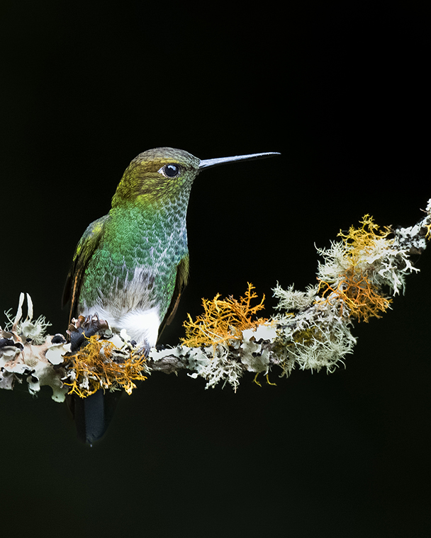 Greenish Puffleg (Haplophaedia aureliae)