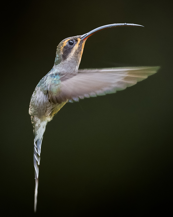 Green Hermit (Phaethornis guy)