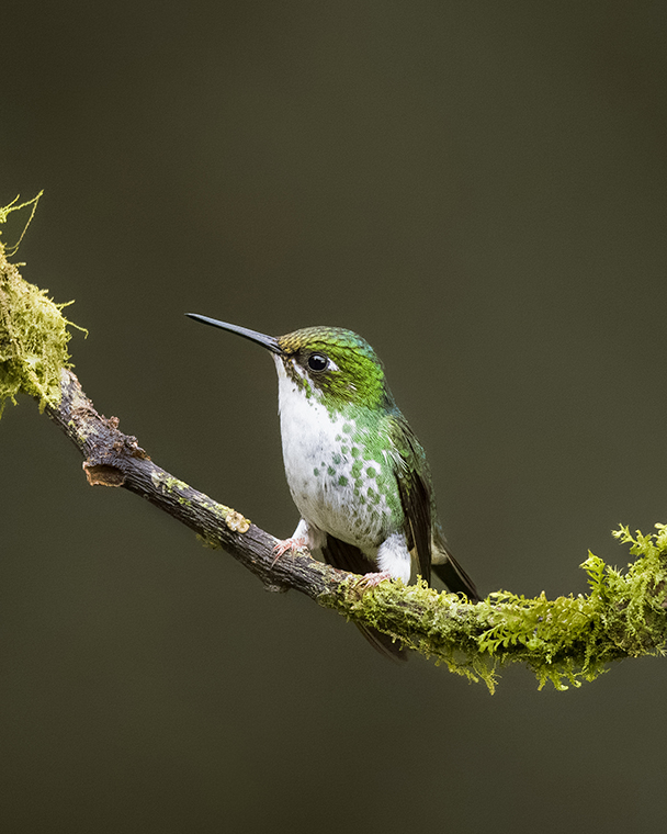 Booted Racket-tail (Ocreatus underwoodii)