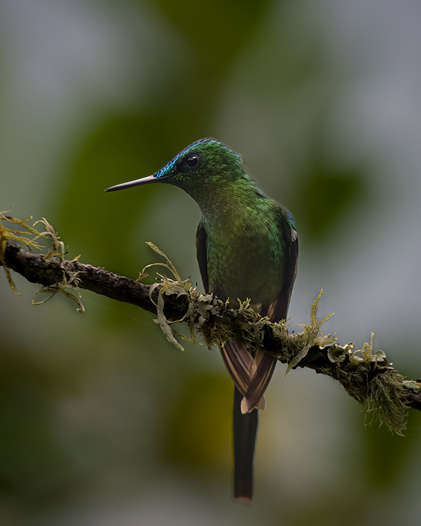 Long-tailed Sylph (Aglaiocercus kingii)