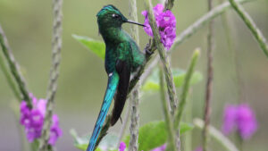Long-tailed Sylph (Aglaiocercus kingii)