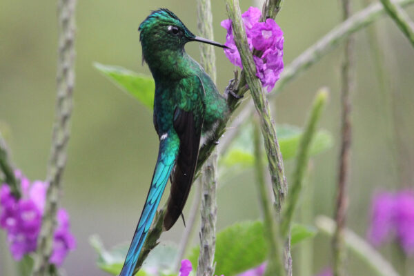 Hummingbirds use torpor in varying ways to survive cold temps