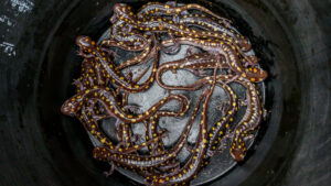 Spotted salamander