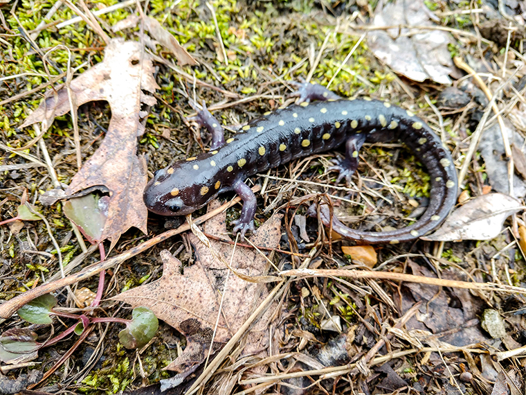 Spotted salamander