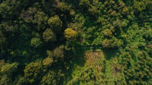 Drone view above crops