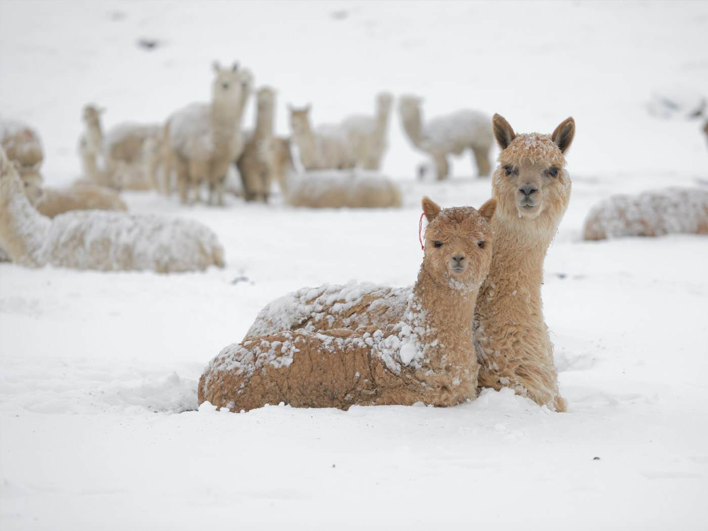 A herd of alpacas sit near Lake Sibinacocha during a snow storm.