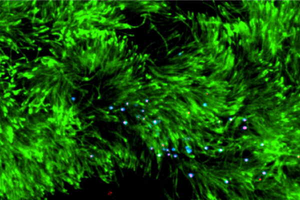 Stickiness may determine how influenza spreads