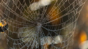 spiderweb