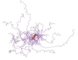 Intrinsically disordered proteins