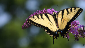 Eastern tiger swallowtail