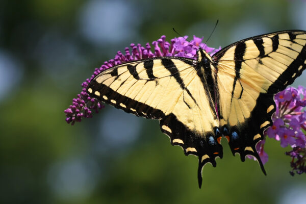 Butterfly beginnings