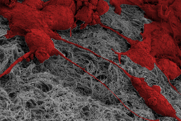 Environmental memory propels collective cell migration