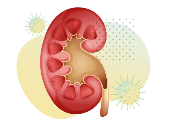 Donated kidneys from deceased COVID-19 patients are safe to transplant