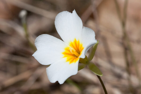 Missouri native is flowering earlier due to climate change