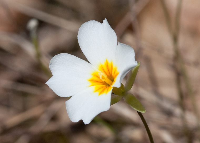 Leavenworthia stylosa