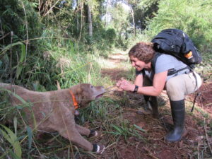 Karen DeMatteo plays with Train, a Chesapeake Bay retriever who assisted in her research efforts by sniffing out evidence of five carnivores: pumas, ocelots, jaguars, southern tiger cats and bush dogs. (Photo: Courtesy Karen DeMatteo)