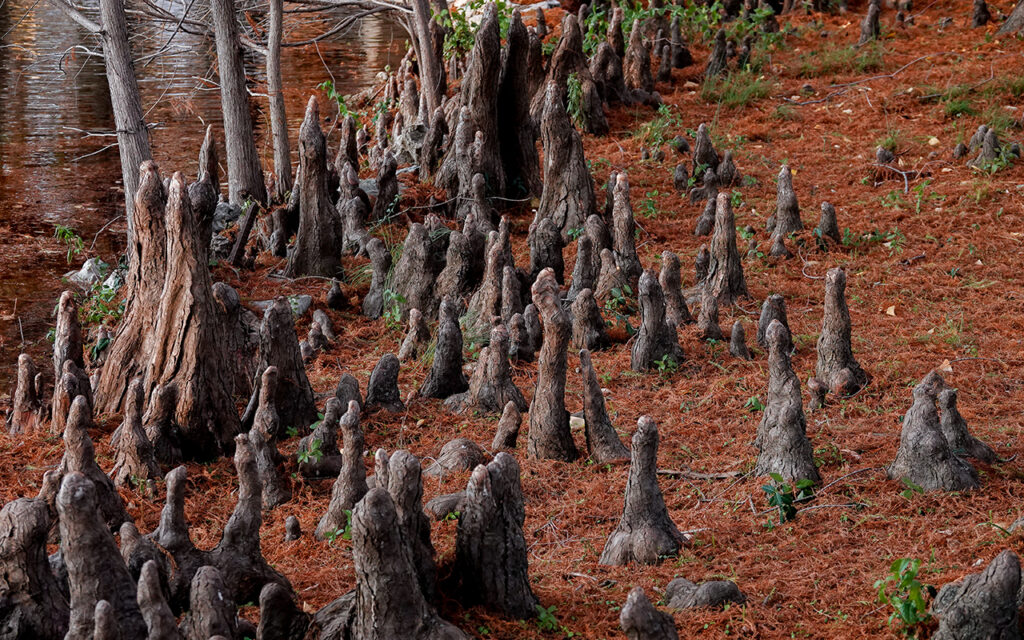 Cypress knees (Photo: Talie Johnson, BFA ’23)