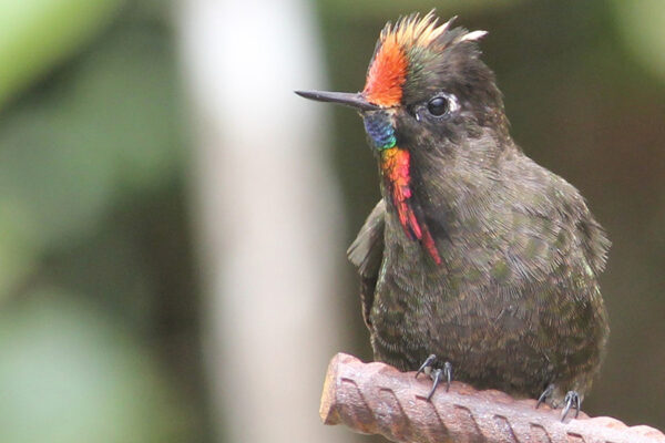 How birds adapt to extreme temperatures