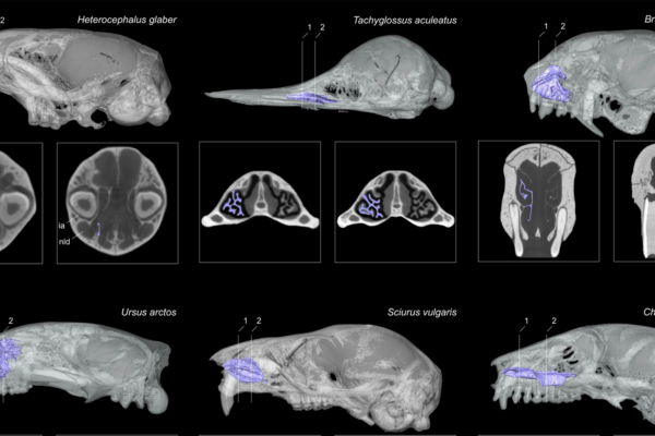 Fossil skulls alone cannot predict if animal was warm blooded