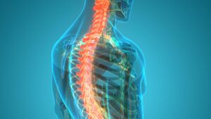 spine