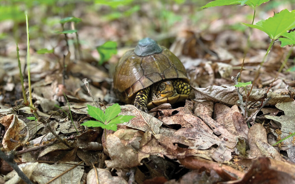 The Forest Park Living Lab (FPLL), which currently tracks three-toed box turtles, snapping turtles, mallards, raccoons and a great-horned owl, seeks to understand how urban wildlife interact with different habitats, other animals and the urban environment surrounding the park. The FPLL, which received a seed grant from WashU’s Living Earth Collaborative, recently was awarded a generous GISCoR grant from the Taylor Geospatial Institute to continue its work. (Courtesy photo)