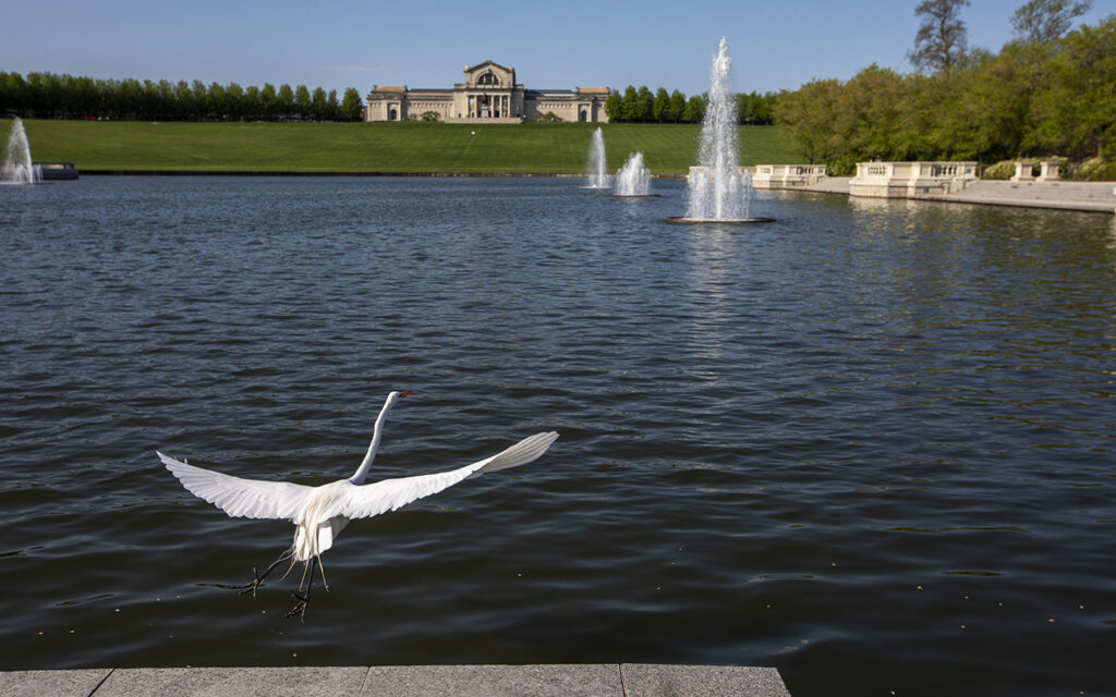 Great egret at Grand Basin (Photo: Joe Angeles/Washington University)