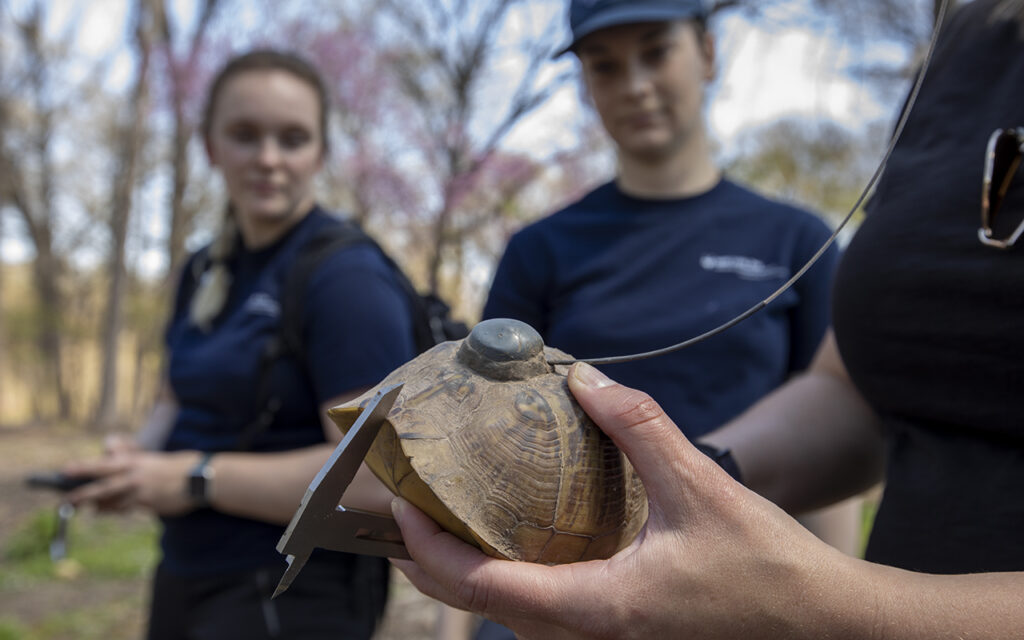 The Forest Park Living Lab (FPLL), which currently tracks three-toed box turtles, snapping turtles, mallards, raccoons and a great-horned owl, seeks to understand how urban wildlife interact with different habitats, other animals and the urban environment surrounding the park. The FPLL, which received a seed grant from WashU’s Living Earth Collaborative, recently was awarded a generous GISCoR grant from the Taylor Geospatial Institute to continue its work. (Courtesy photo)