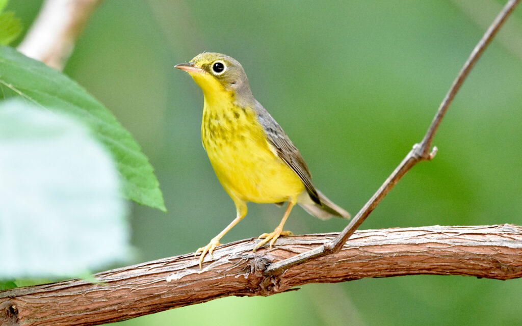 Immature Canada warbler (Photo: Maxine Roeder)