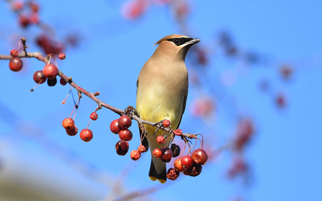 Cedar waxwing (Photo: Maxine Roeder)